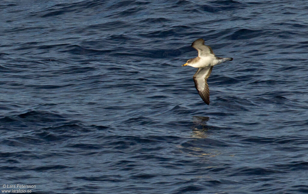 Cory's Shearwater