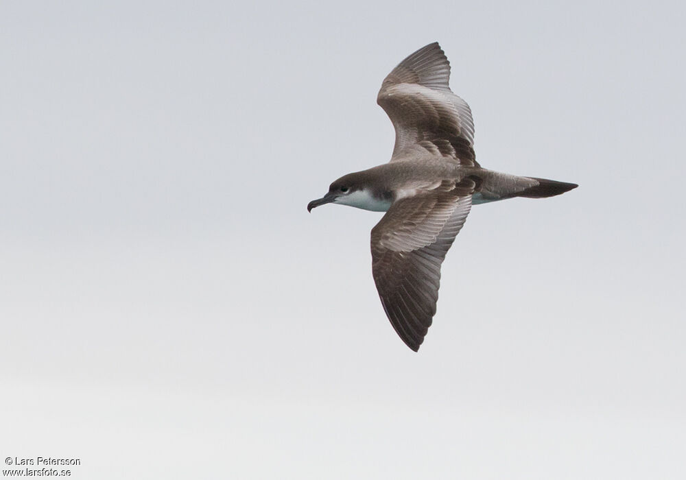 Buller's Shearwater