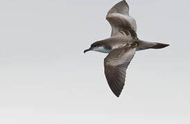 Buller's Shearwater