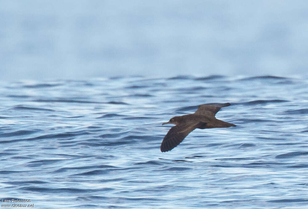 Puffin de Heinroth, identification