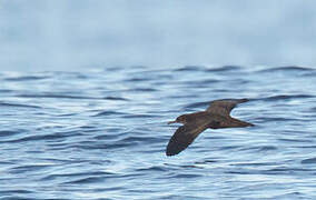 Heinroth's Shearwater