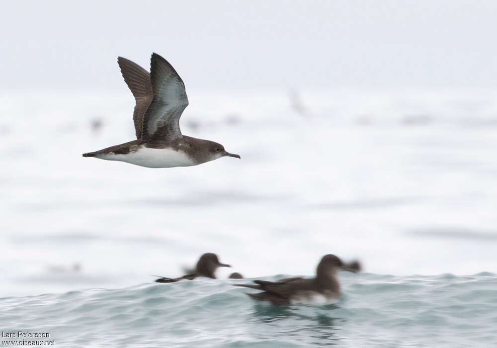 Puffin de Hutton, Vol