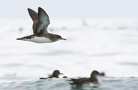 Hutton's Shearwater