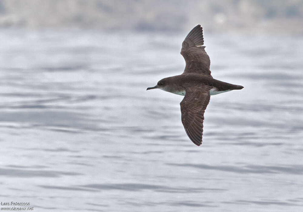 Hutton's Shearwater, Flight