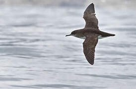 Hutton's Shearwater