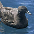 Puffin de Parkinson