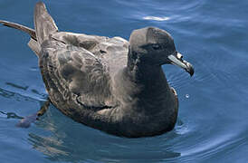 Black Petrel