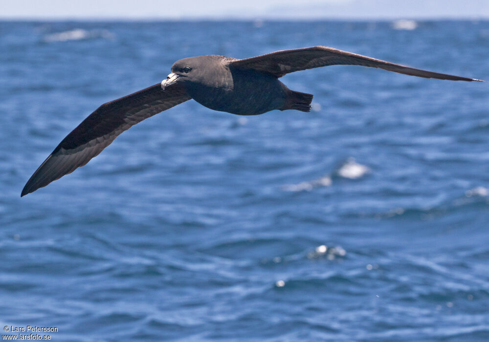 Black Petrel