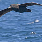 Puffin de Parkinson
