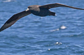 Black Petrel