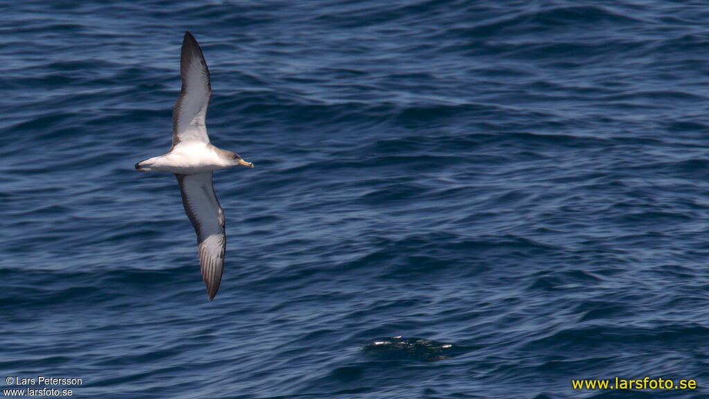 Scopoli's Shearwater