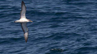 Scopoli's Shearwater