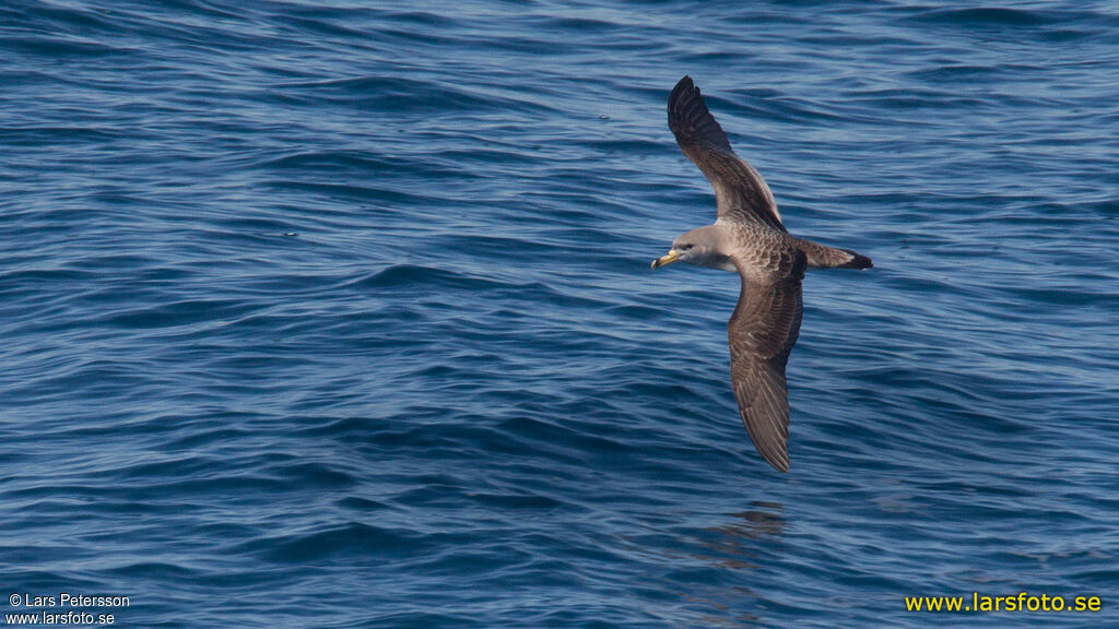 Scopoli's Shearwater