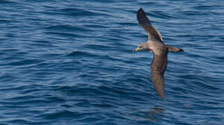 Scopoli's Shearwater