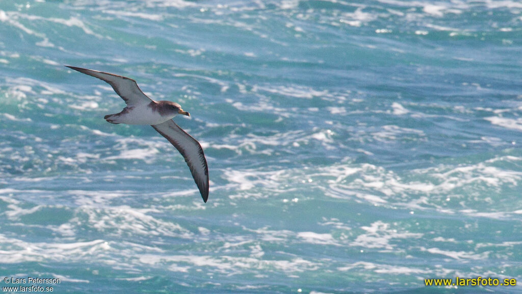 Scopoli's Shearwater