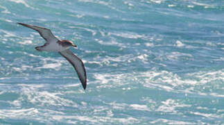 Scopoli's Shearwater