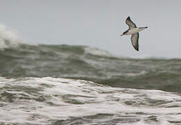 Manx Shearwater