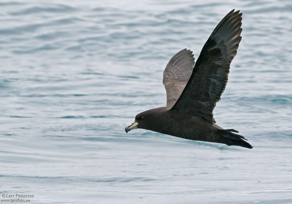 Westland Petrel