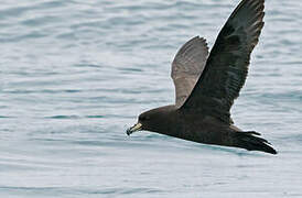 Westland Petrel