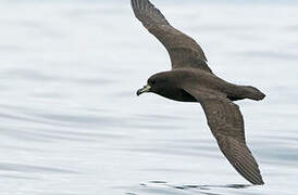 Westland Petrel