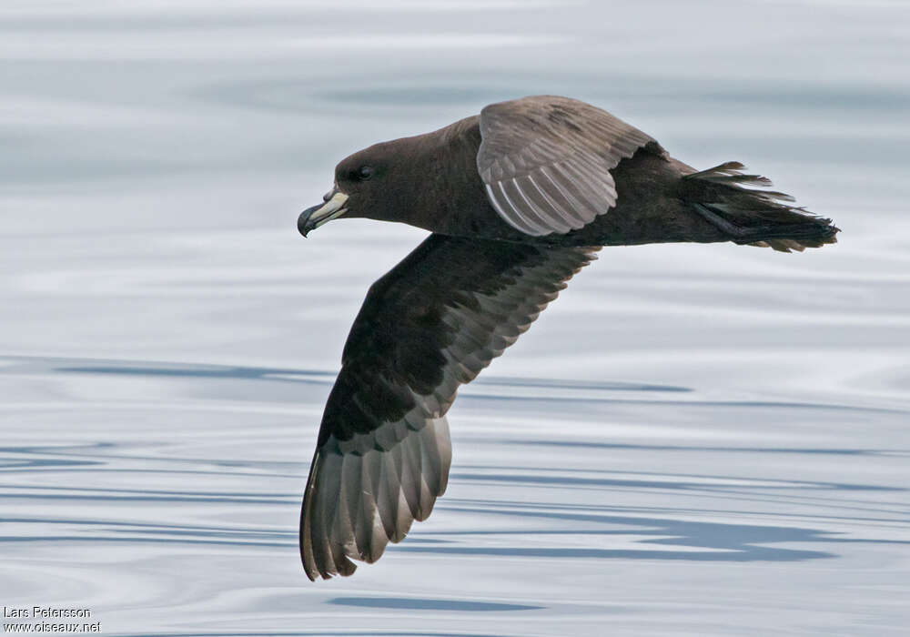 Westland Petrel, identification