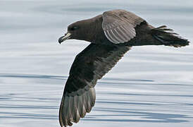 Westland Petrel