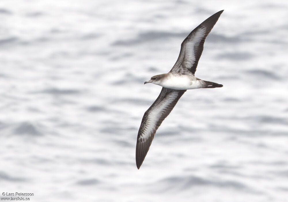 Wedge-tailed Shearwater