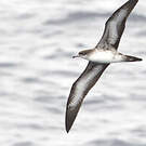 Puffin fouquet
