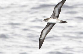 Wedge-tailed Shearwater