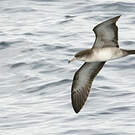 Puffin fouquet