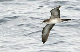 Wedge-tailed Shearwater