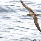 Puffin fouquet