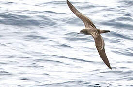 Wedge-tailed Shearwater