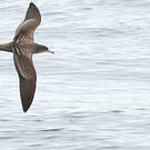 Puffin fouquet