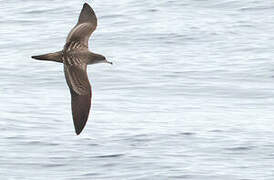 Wedge-tailed Shearwater