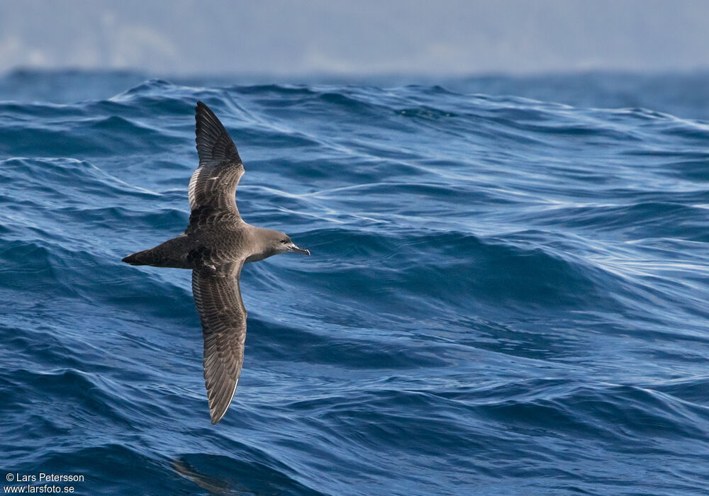 Sooty Shearwater