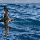 Puffin fuligineux