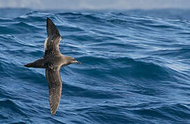 Sooty Shearwater