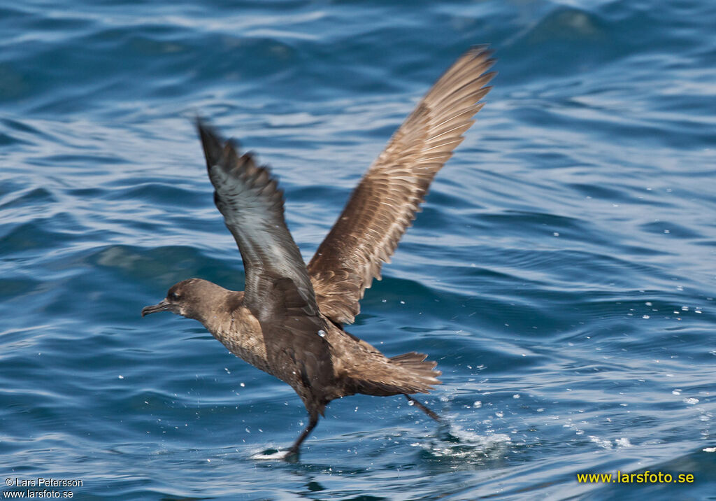 Sooty Shearwater