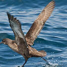 Puffin fuligineux