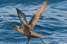 Sooty Shearwater