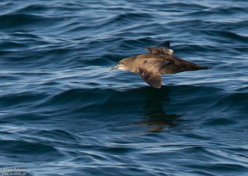 Sooty Shearwater