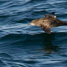 Puffin fuligineux