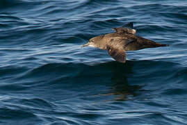 Sooty Shearwater