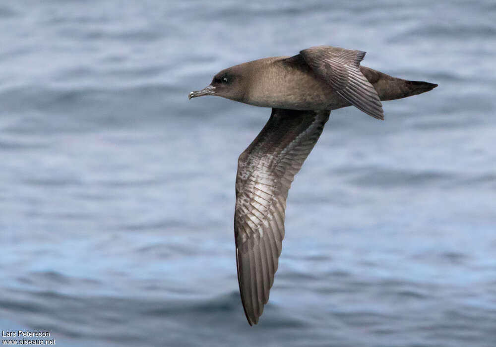 Puffin fuligineux, identification