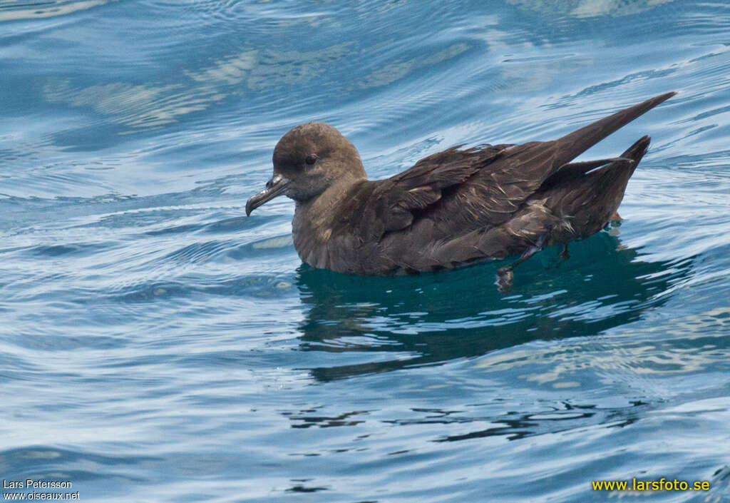 Sooty Shearwater, identification