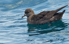 Sooty Shearwater