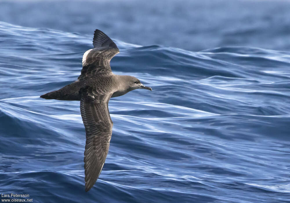 Sooty Shearwater, identification