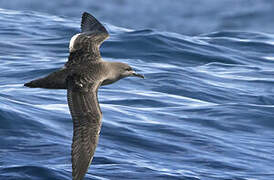 Sooty Shearwater