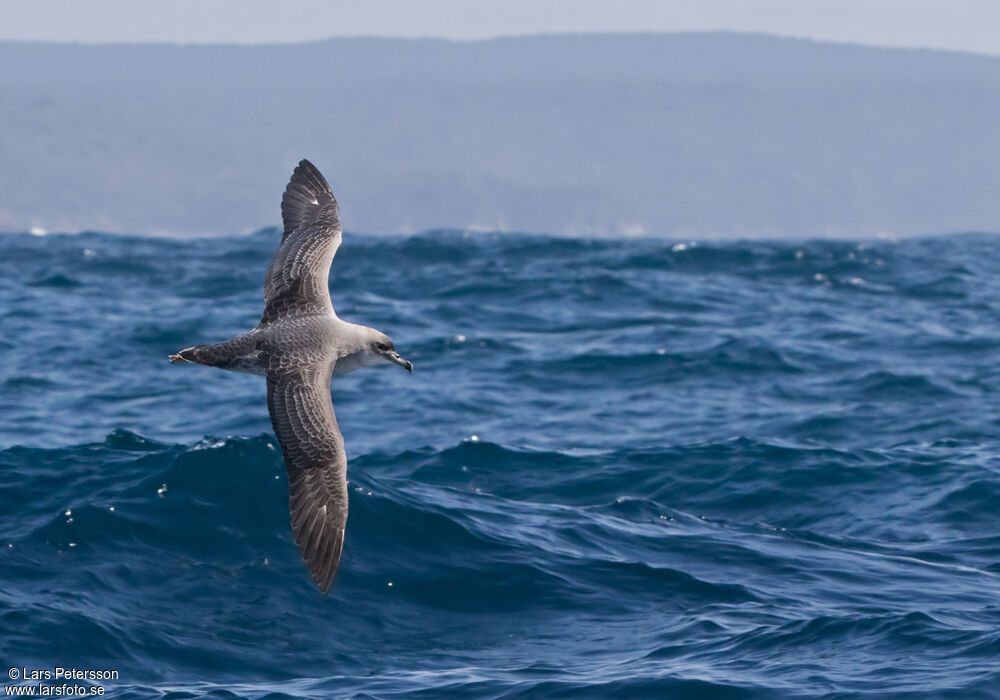 Grey Petrel